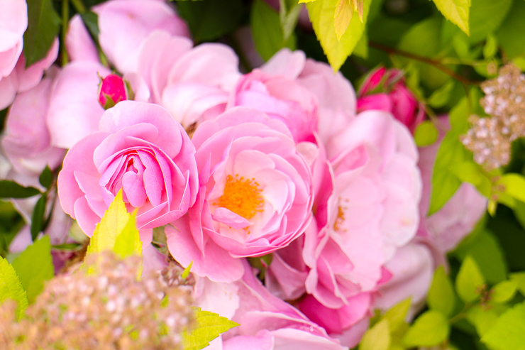 バラをお腹いっぱい見るなら京成バラ園 行き方と園内のバラをご紹介します の巻 Tabiniwa
