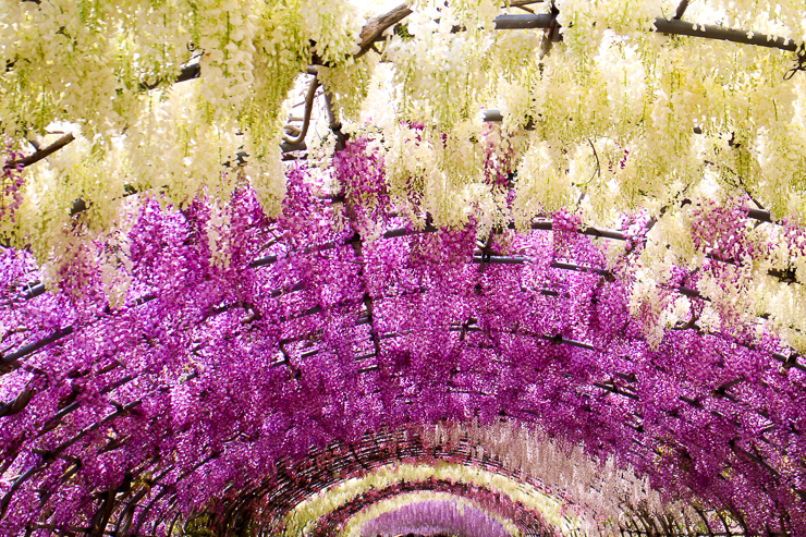 北九州にある藤の名所、河内藤園の行き方。美しい藤のトンネルを見に行