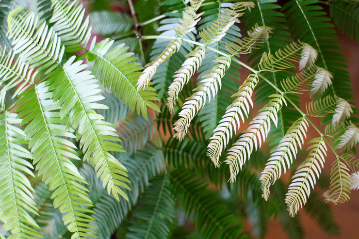 Tabiniwa Com Wp Content Uploads 18 09 Housepl