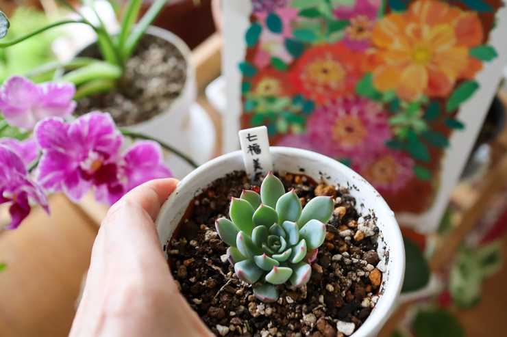 専用　多肉植物　プベスケンス　葉挿し エケベリア七福美尼の葉挿し苗を鉢上げしました。明暗を分けた葉挿し